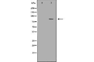 Western blot analysis of 293T whole cell lysates, using TLE1 Antibody. (TLE1 antibody  (Internal Region))