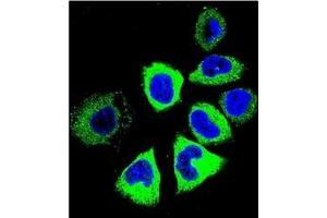 Confocal immunofluorescent analysis of YI016 Antibody (C-term) Cat. (YI016 (AA 260-288), (C-Term) antibody)