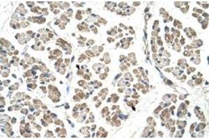 Immunohistochemical staining (Formalin-fixed paraffin-embedded sections) of human muscle with EGFL8 polyclonal antibody  at 4-8 ug/mL working concentration. (EGFL8 antibody  (C-Term))