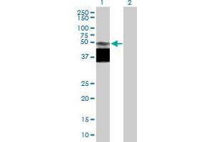 Western Blot analysis of GPR172B expression in transfected 293T cell line by GPR172B MaxPab polyclonal antibody. (GPR172B antibody  (AA 1-448))