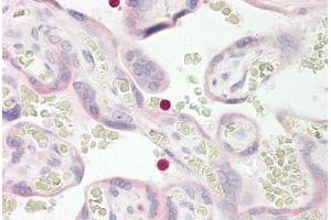 Image no. 2 for anti-Triggering Receptor Expressed On Myeloid Cells-Like 2 (TREML2) (AA 188-237) antibody (ABIN1493904) (TREML2 antibody  (AA 188-237))