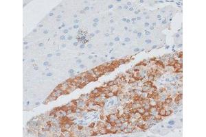 Immunohistochemistry of paraffin-embedded Mouse pancreas using PAEP Polyclonal Antibody at dilution of 1:100 (40x lens). (PAEP antibody)