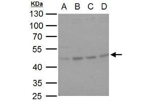 SERPINH1 antibody  (Internal Region)