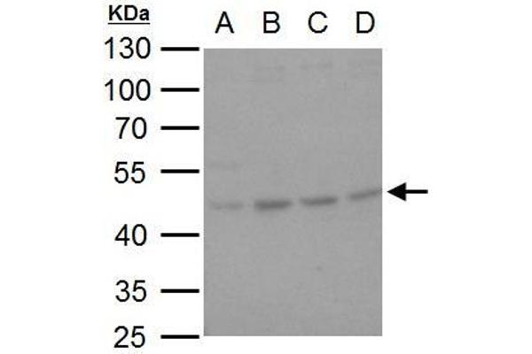 SERPINH1 antibody  (Internal Region)