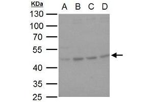 WB Image HSP47 antibody [N2C2], Internal detects HSP47 protein by western blot analysis.