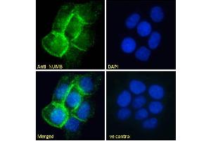 Immunofluorescence (IF) image for anti-Numb Homolog (NUMB) (C-Term) antibody (ABIN184679)