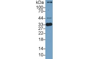 Western Blotting (WB) image for anti-Heme Oxygenase (Decycling) 1 (HMOX1) (AA 61-172) antibody (ABIN7437434)