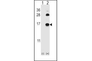 Western blot analysis of FABP4 antibody and 293 cell lysate (2 ug/lane) either nontransfected (Lane 1) or transiently transfected (2) with the FABP4 gene. (FABP4 antibody  (AA 1-30))