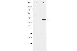 Western blot analysis of Cyclin B1 expression in serum treated HeLa whole cell lysates,The lane on the left is treated with the antigen-specific peptide. (Cyclin B1 antibody  (Internal Region))