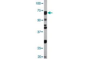 The CDC6 (phospho S54) polyclonal antibody  is used in Western blot to detect Phospho-CDC6-S54 in Ramos cell lysate