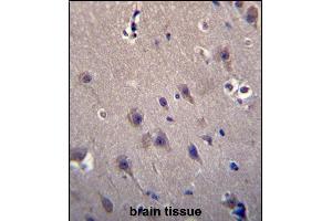 MCF2 Antibody (C-term) (ABIN656494 and ABIN2845771) immunohistochemistry analysis in formalin fixed and paraffin embedded human brain tissue followed by peroxidase conjugation of the secondary antibody and DAB staining. (MCF2 antibody  (C-Term))