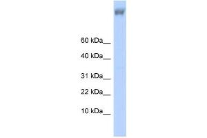 Western Blotting (WB) image for anti-Zinc Finger Protein 644 (ZNF644) antibody (ABIN2458431) (ZNF644 antibody)
