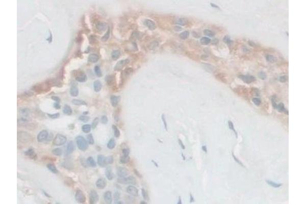 FSTL1 antibody  (AA 21-308)