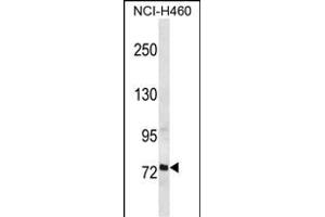 RFX2 Antibody (C-term) (ABIN656744 and ABIN2845966) western blot analysis in NCI- cell line lysates (35 μg/lane).
