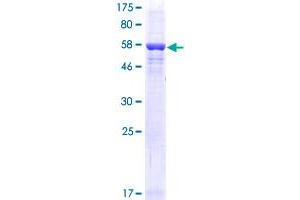 RLBP1 Protein (AA 1-317) (GST tag)