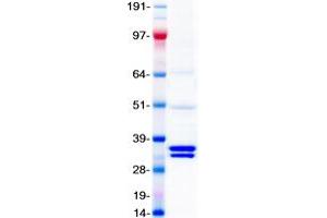 Western Blotting (WB) image for Brain-Derived Neurotrophic Factor (BDNF) (Transcript Variant 6) protein (Myc-DYKDDDDK Tag) (ABIN2715216)