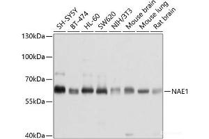 Western blot analysis of extracts of various cell lines using NAE1 Polyclonal Antibody at dilution of 1:1000. (NAE1 antibody)