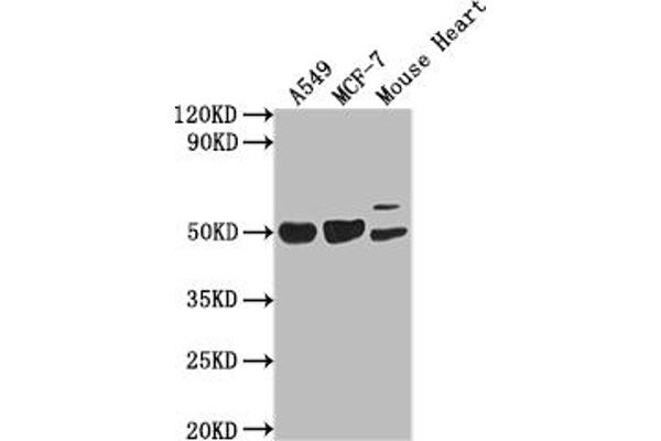 SLIT-ROBO rho GTPase Activating Protein 2B (SRGAP2B) (AA 79-150) antibody
