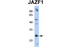 Host:  Rabbit  Target Name:  JAZF1  Sample Type:  HepG2  Antibody Dilution:  1. (JAZF1 antibody  (N-Term))