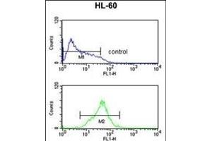 CARD4 Antibody (C-term) (ABIN652666 and ABIN2842447) flow cytometric analysis of HL-60 cells (bottom histogram) compared to a negative control cell (top histogram). (NOD1 antibody  (C-Term))