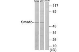Western blot analysis of extracts from RAW264. (SMAD2 antibody  (AA 186-235))