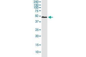 SLC9A9 antibody  (AA 71-126)