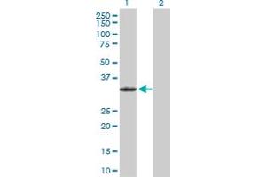 Western Blot analysis of PRRX2 expression in transfected 293T cell line by PRRX2 MaxPab polyclonal antibody.
