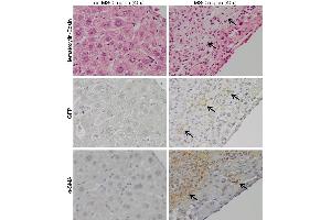 MSCs are traced in special organized regions. (GFP antibody)