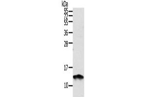 Western Blotting (WB) image for anti-S100 Calcium Binding Protein A11 (S100A11) antibody (ABIN2424123) (S100A11 antibody)