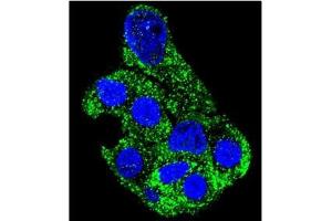 Confocal Immunofluorescent analysis of SH2D4B Antibody (C-term) Cat. (SH2D4B antibody  (C-Term))
