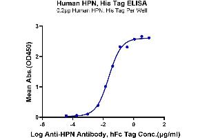 Hepsin (HPN) (AA 45-417) protein (His tag)