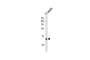 Western blot analysis of lysate from human testis tissue lysate, using DEFB107A Antibody (C-term) (ABIN6244252 and ABIN6577438). (DEFB107A antibody  (C-Term))