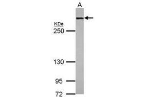 Image no. 1 for anti-Filamin A, alpha (FLNA) (N-Term) antibody (ABIN1494020) (Filamin A antibody  (N-Term))