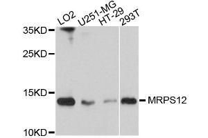 Western blot analysis of extracts of various cells, using MRPS12 antibody. (MRPS12 antibody)