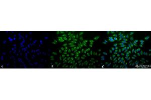 Immunocytochemistry/Immunofluorescence analysis using Mouse Anti-GRP78 Monoclonal Antibody, Clone 1H11-1H7 . (GRP78 antibody  (APC))