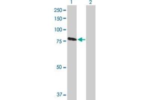 Western Blot analysis of RASGRP3 expression in transfected 293T cell line by RASGRP3 MaxPab polyclonal antibody. (RASGRP3 antibody  (AA 1-690))
