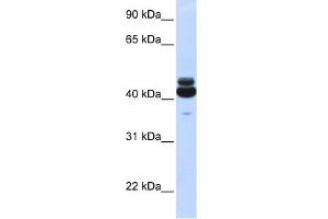 WB Suggested Anti-GNA15 Antibody Titration: 0. (GNA15 antibody  (N-Term))