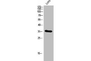 Western Blot analysis of LOVO cells using Olfactory receptor 4D6 Polyclonal Antibody (OR4D6 antibody  (C-Term))