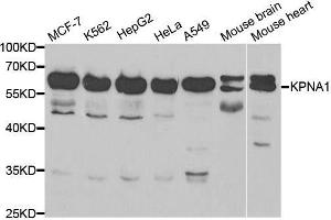 Western blot analysis of extracts of various cell lines, using KPNA1 antibody. (KPNA1 antibody  (AA 1-300))