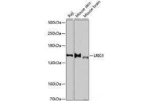 Western blot analysis of extracts of various cell lines using LRIG1 Polyclonal Antibody at dilution of 1:3000. (Lrig1 antibody)