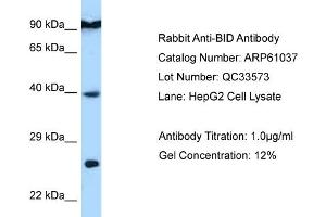 Western Blotting (WB) image for anti-BH3 Interacting Domain Death Agonist (BID) (C-Term) antibody (ABIN2788659) (BID antibody  (C-Term))