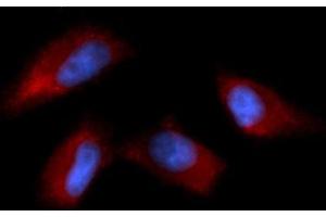 Immunofluorescence (IF) image for anti-N-Ethylmaleimide-Sensitive Factor Attachment Protein, alpha (NAPA) (AA 1-295) antibody (APC) (ABIN5568292) (NAPA antibody  (AA 1-295) (APC))