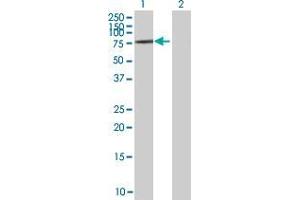 Lane 1: ZNF257 transfected lysate ( 58.