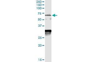 Immunoprecipitation of CDC25A transfected lysate using anti-CDC25A MaxPab rabbit polyclonal antibody and Protein A Magnetic Bead , and immunoblotted with CDC25A purified MaxPab mouse polyclonal antibody (B01P) . (CDC25A antibody  (AA 1-524))