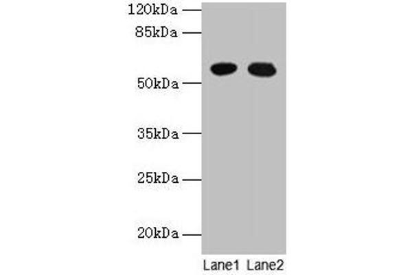 GTPBP6 antibody  (AA 146-295)