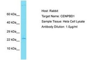 Image no. 1 for anti-CENPB DNA-Binding Domains Containing 1 (CENPBD1) (AA 55-104) antibody (ABIN6750823) (CENPBD1 antibody  (AA 55-104))