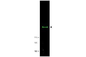 Image no. 1 for anti-Mechanistic Target of Rapamycin (serine/threonine Kinase) (mTOR) (AA 2440-2457) antibody (ABIN401320) (MTOR antibody  (AA 2440-2457))