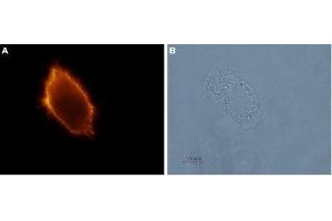 Expression of p75NTR in p75NTR-transfected 3T3 cells - A.
