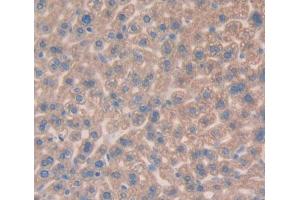 #VALUE! (C4BPA antibody  (AA 57-306))