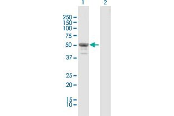 CELF4 anticorps  (AA 1-484)